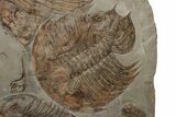 Plate Of Huge Trilobites (Dikelokephalina & Platypeltoides) #243737-5